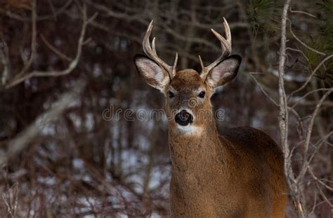 White Tailed Deer Stock Photo Image Of Nature Grass 76263128