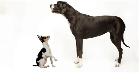 How Do You Introduce A Small And Large Dog