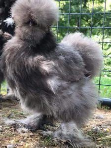 Blue Silkie Bantam Baby Chicks For Sale Cackle Hatchery