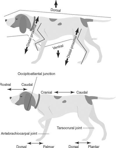 The anatomical position is arbitrary. Blank Anatomical Position Diagram : 4219925618_cd3c830a06.jpg / Standing body with eyes looking ...