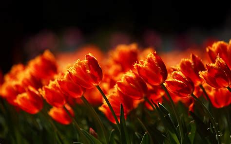 Flowers Field Tulips Nature Hd Desktop Wallpapers 4k Hd