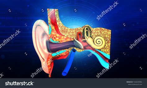 Human Ear Anatomy On Blue Background Stock Illustration 1926639983