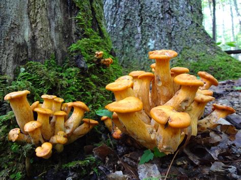 What Kind Of Magic Mushrooms In West Virginia In Summer Mushroom
