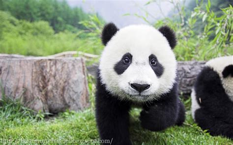 Cute And Funny Pictures Of Animals 30 Pandas 3