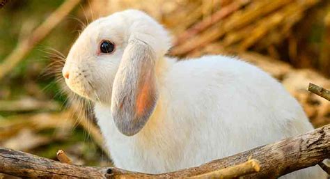 Holland Lop Rabbit Breed Information A Guide To The Holland Lop Bunny