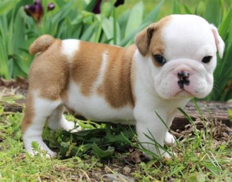 Find english bulldog puppies for sale with pictures from reputable english bulldog breeders. English bulldog puppy for adoption