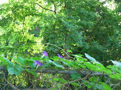 A rare meteorological phenomenon, the morning glory cloud is not thoroughly understood but is believed to be the result of a collision between a. The Simple Beauty of Morning Glory Blooms... | Simple ...