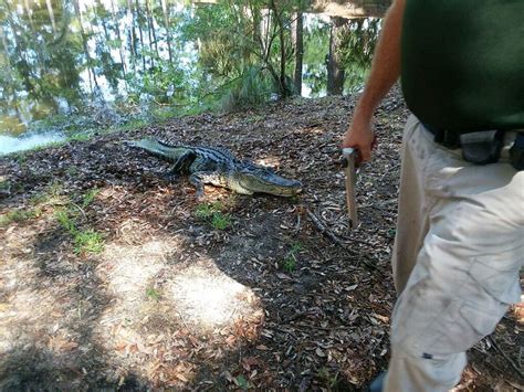 Alligator In South Carolina Kills Woman Out Walking Her Dog
