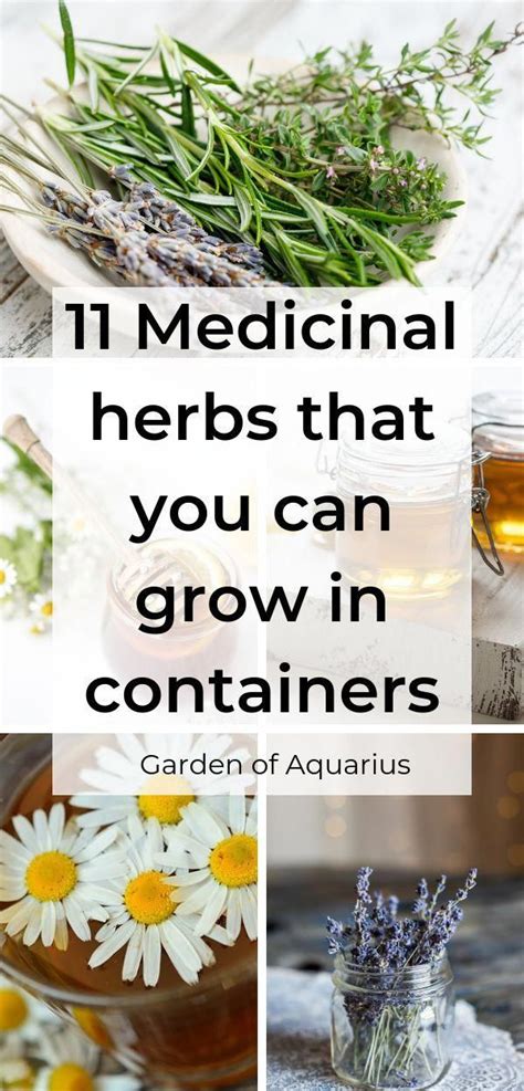 11 Must Have Medicinal Herbs That You Can Grow Anywhere Including In