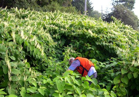 Removing Invasive Plants Japanese Knotweed