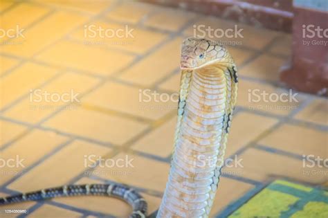 King Cobra The Worlds Largest Venomous Snake King Cobras Are