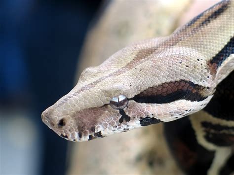 Biggest Boa Constrictor Houseofpastor