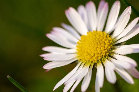 Daisy Flower Close Up Copyright Free Photo By M Vorel LibreShot