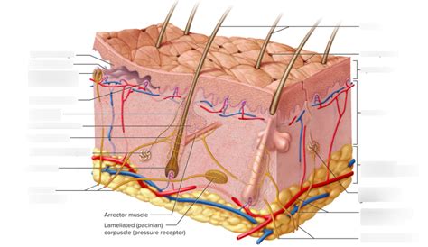 Structure Of The Skin And Subcutaneous Tissue Diagram Quizlet