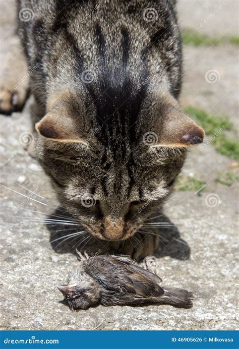 Cat Hunted A Bird Stock Photo Image Of Pest Food Kill 46905626