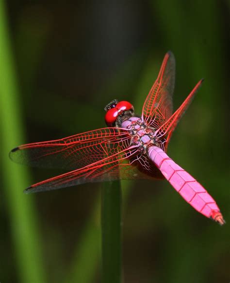 Pink Dragonfly Dragonfly Dragonfly Photography Dragonfly Photos