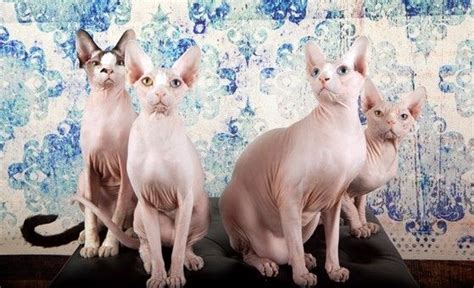 Rehome buy and sell, and give an animal a forever home with preloved! Sphynx kittens for sale, NADA Sphynx and Devon Rex, Rescue ...