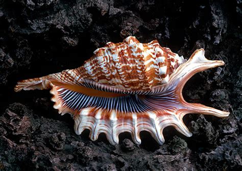 Shells Are Swell Beautiful Examples Of Seashell Photography