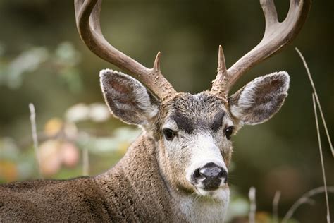 Five Tips To Bowhunting Early Season Blacktails