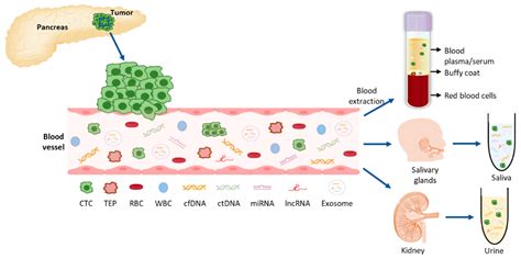 Liquid Biopsy Encyclopedia Mdpi