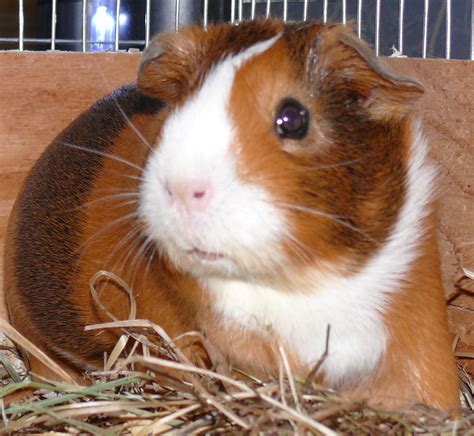 Guinea Pigs Rehoming The Following Female Guinea Pigs