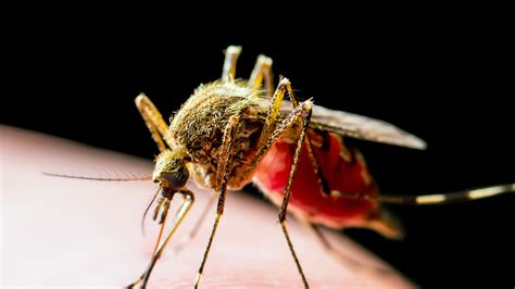 Coronavirus Or West Nile Cdc Reports 17 Cases Of Mosquito Disease That