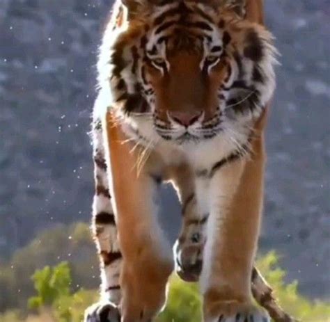 Amazing Leaping Tiger Amazinganimals Amazingtigers Tigersworld