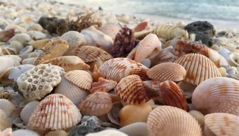 11 Sea Animals With Shells Fun Facts