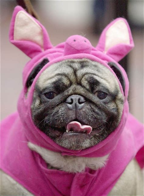 Costume Not Always A Treat For Your Pets Toledo Blade