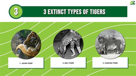 3 Extinct Types Of Tigers A Z Animals