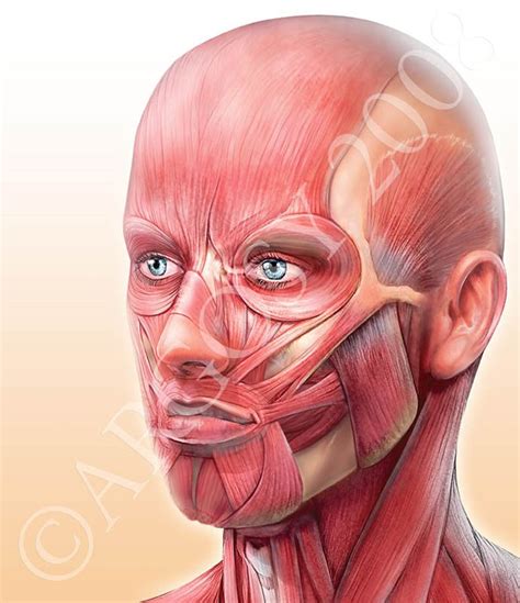 Muscles Face Muscles Of The Face Face Muscles Anatomy Anatomy Art