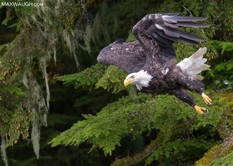 New Photos Great Bear Rainforest Wildlife And Scenery Max Waugh