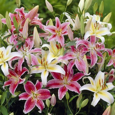 Oriental Lily Bulbs Pack Of Five Large Flowering Lilies
