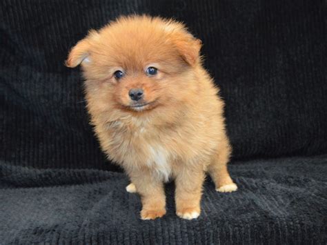 Pomeranian Dog Male Brown 3314898 Petland Dunwoody