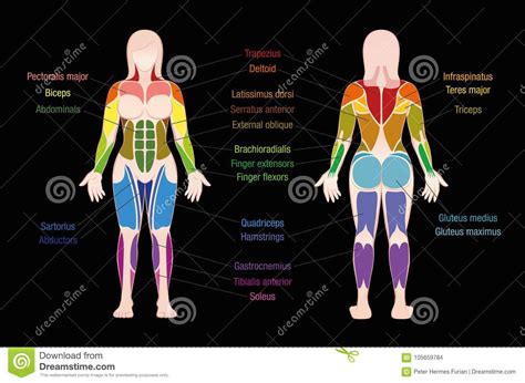 Athletic Female Human Anatomy And Muscles Stock Photo | CartoonDealer