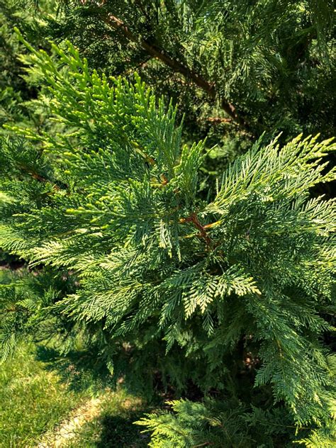 Buy Leyland Cypress Trees Online Stadler Nurseries