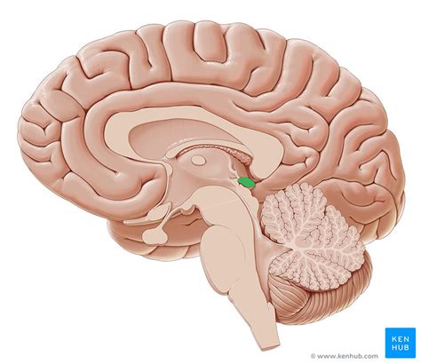 Pineal Gland Anatomy Histology And Blood Supply Kenhub