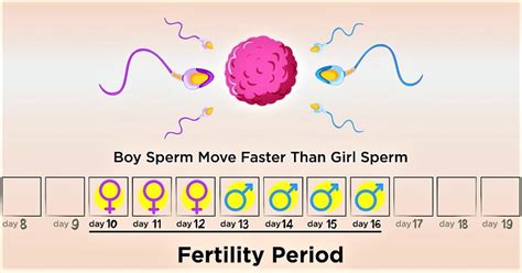 Ovulation Calculator Fertility Calendar Know Your Fertile Days