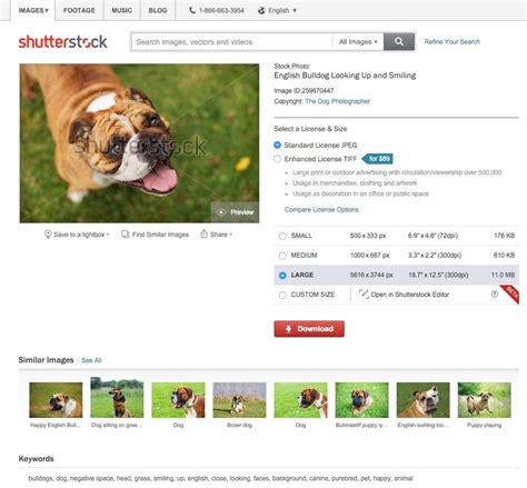 Shutterstock Launches Reverse Image Search And Visually Similar Search