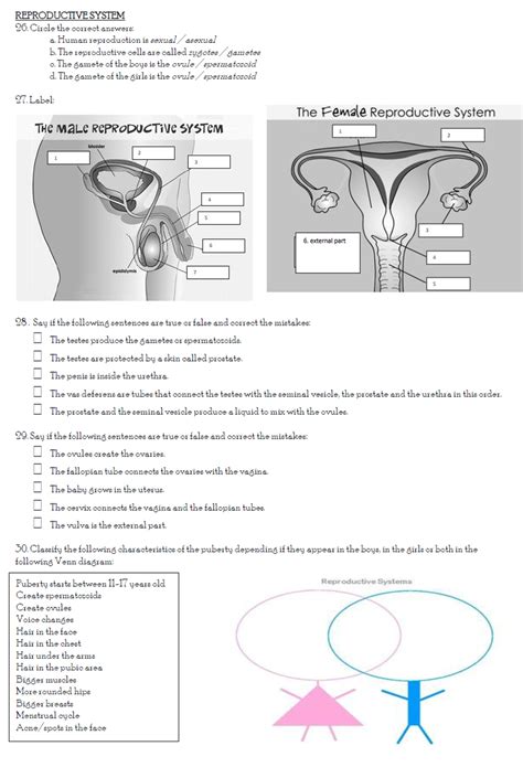 The Female Reproductive System Worksheet Answer Key W