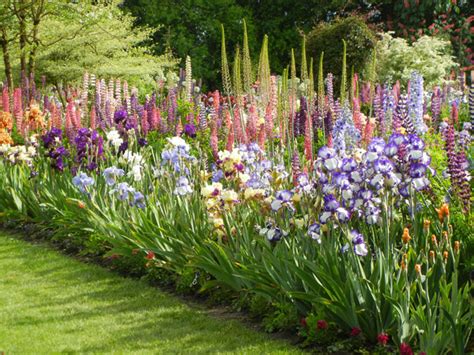 Ideal Companions For Your Bearded Iris Beds For The Love