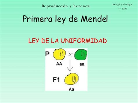 1ra Ley De Mendel Tados