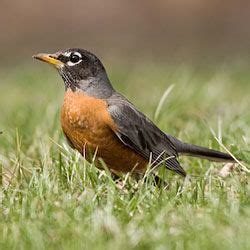 Although unknown by many, including some of its singers, there is a second message contained in thieves' cant within the song, describing the guard patterns of the royal summer palace of keann. Bird Sounds: American Robin