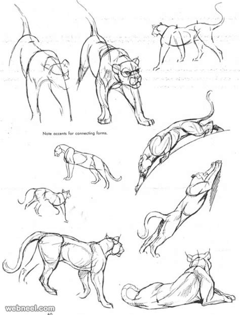 25 Beautiful Animal Drawings for your inspiration - How to Draw Animals