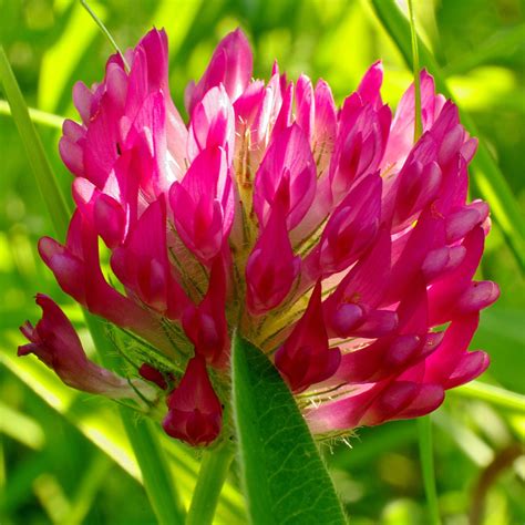 Harnessing the Power of Red Clover Blossoms: A Natural Remedy from I·M