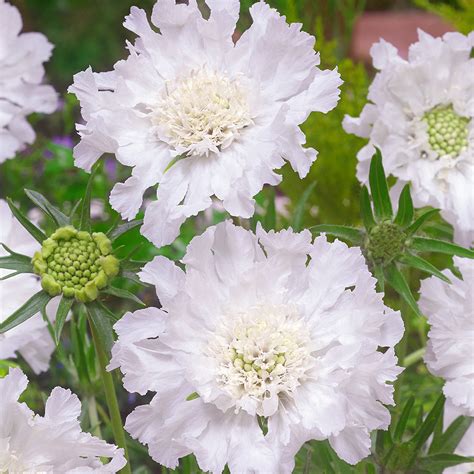 Scabiosa Perfecta Collection Jparkers