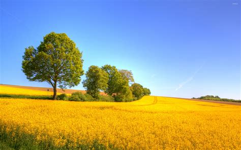Yellow Rapeseed Field Wallpaper Nature Wallpapers 24532