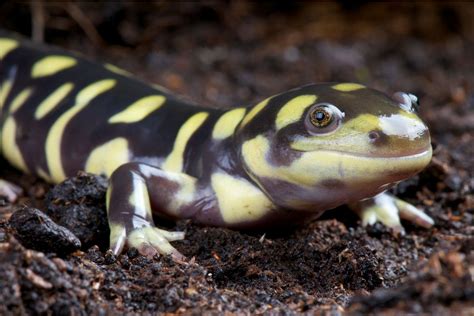 Salamander