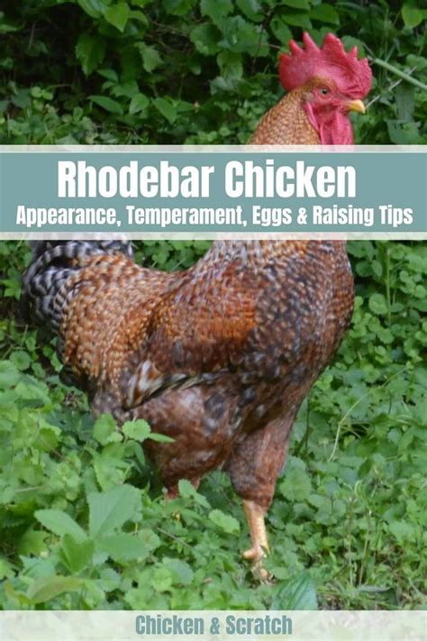 Rhodebar Chicken Guide Size Eggs Temperament And More