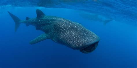 Generally depicted as a gray shark in full profile facing left, as a tiger, bull, or great white shark hunting in the water. Descubren una nueva especie de crustáceo en la boca de un ...